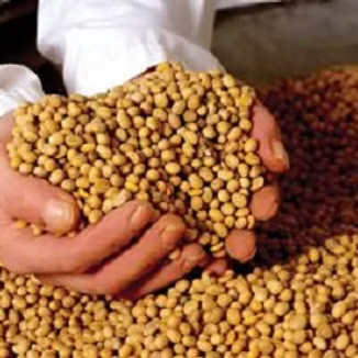 Brazil Soybean (GMO) ​for sale