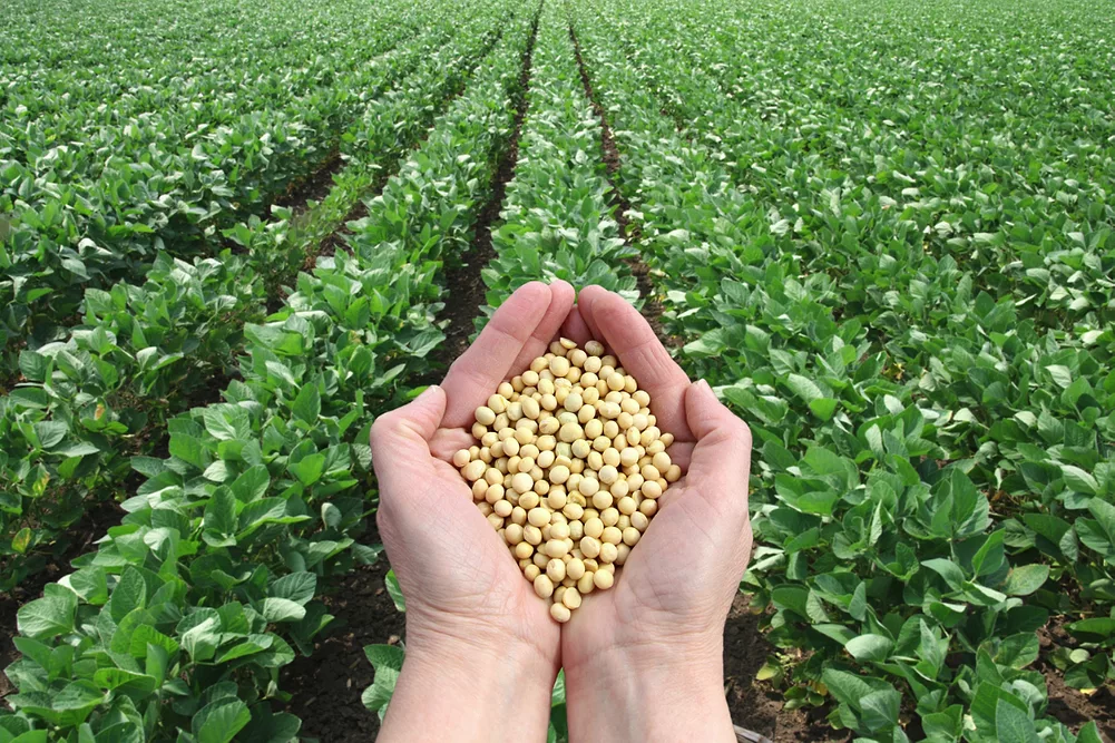 non-gmo soybeans china supplier