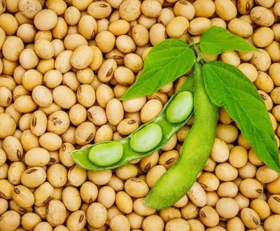 Soybeans (Gmo) exporter