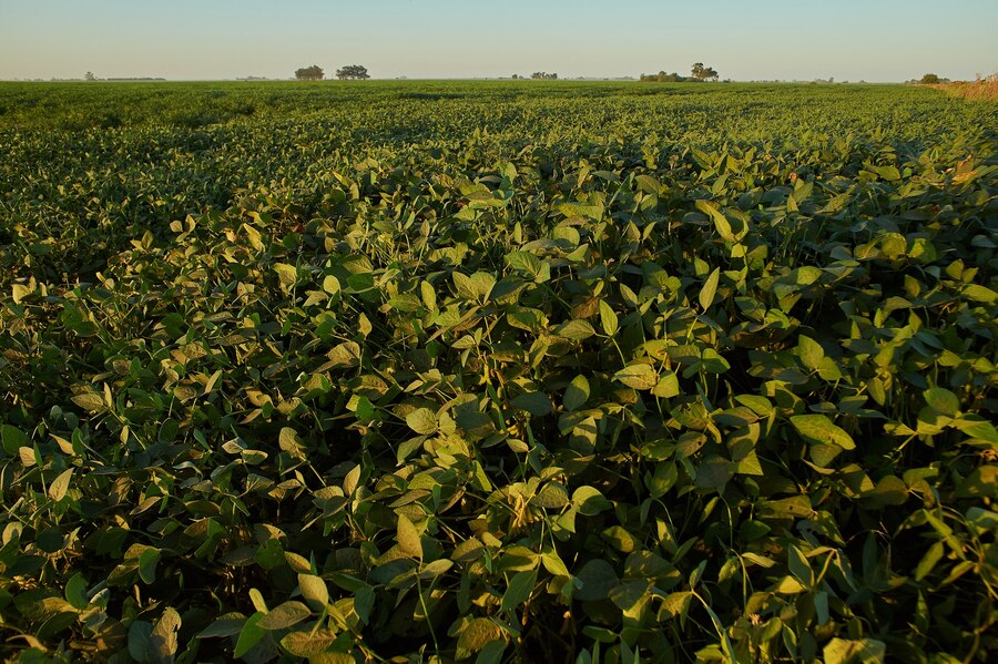 Refined soybean oil for export