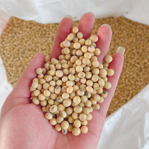 Soybean Supplier & Exporter to Chile