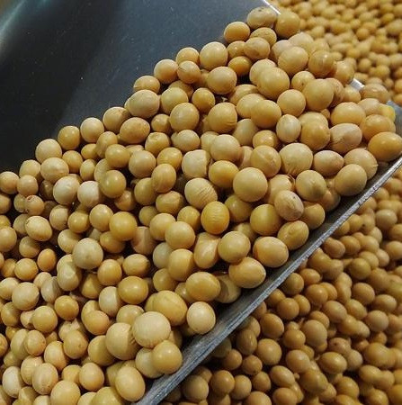 Brazil Soybean (Non GMO)