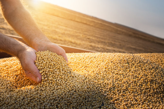 GMO and Non-GMO soybean oil in bulk containers